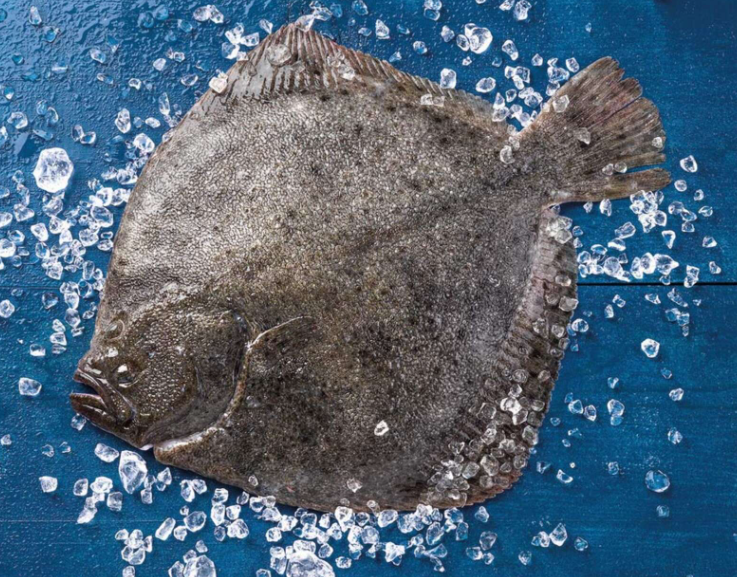 Pregado · Scophthalmus maximus Pregado · Scophthalmus maximus