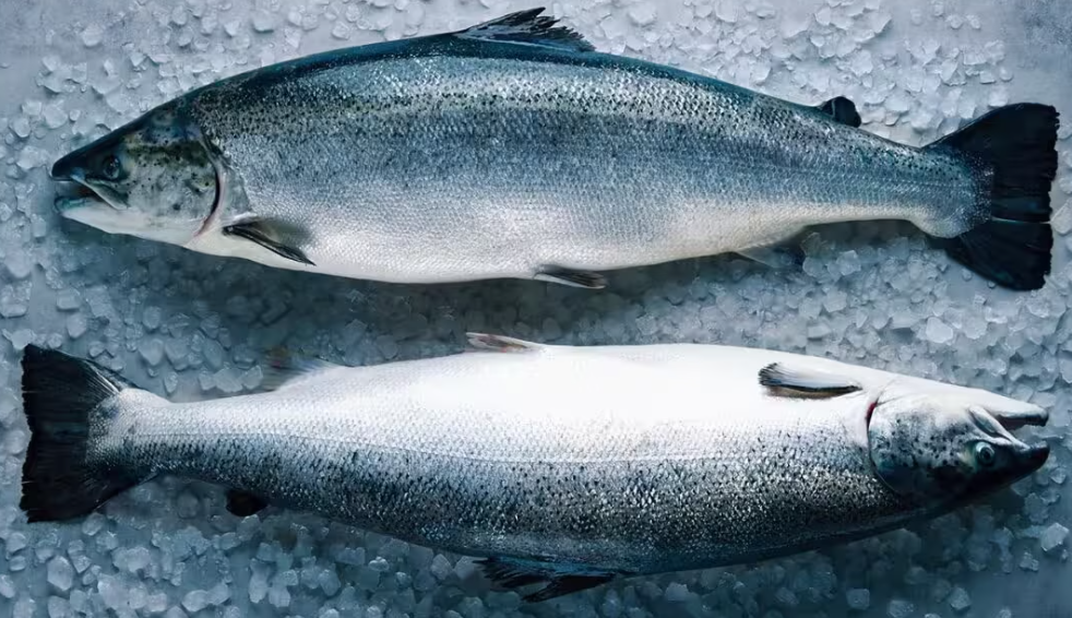 Salmão · Salmo salar Salmão · Salmo salar