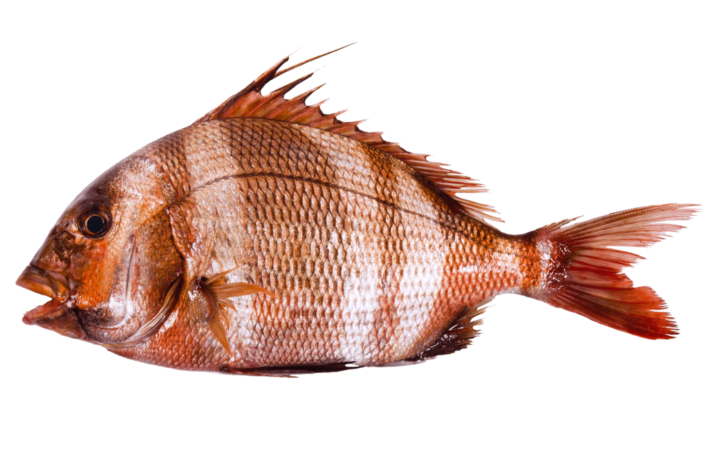 Pargo · Pagrus pagrus Pargo · Pagrus pagrus