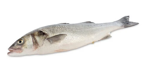 Robalo · Dicentrarchus labrax Robalo · Dicentrarchus labrax