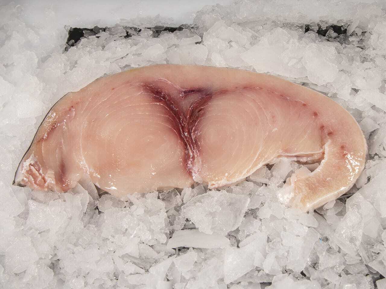 Espadarte · Xiphias gladius Espadarte · Xiphias gladius