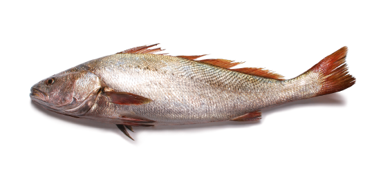 Corvina · Argyrosomus regius Corvina · Argyrosomus regius