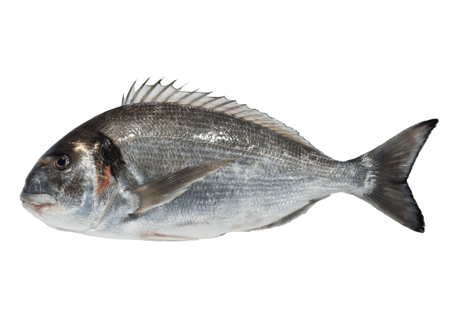 Dourada · Sparus aurata Dourada · Sparus aurata