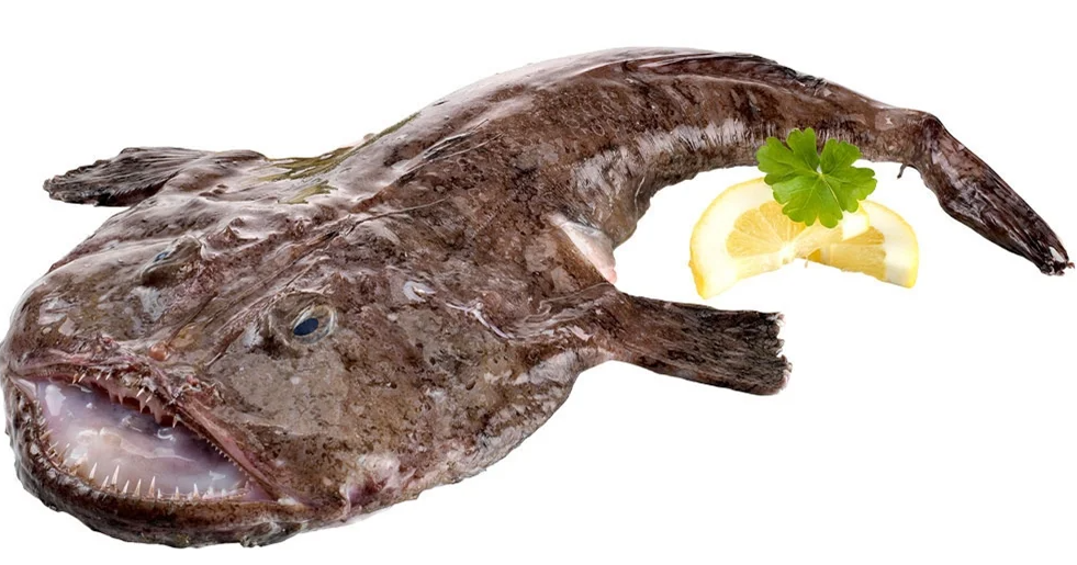 Tamboril · Lophius piscatorius Tamboril · Lophius piscatorius