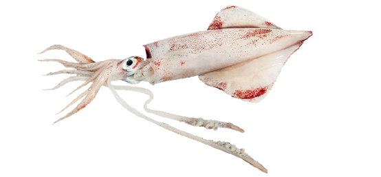 Lula · Loligo vulgaris Lula · Loligo vulgaris